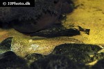 potamotrygon falkneri potamotrygon falkneri