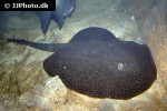 potamotrygon falkneri potamotrygon falkneri