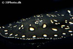potamotrygon henlei potamotrygon henlei