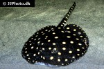 potamotrygon henlei potamotrygon henlei