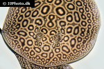 potamotrygon jabuti potamotrygon jabuti