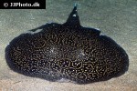 potamotrygon jabuti potamotrygon jabuti