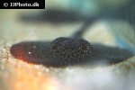 potamotrygon laticeps potamotrygon laticeps