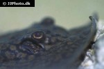 potamotrygon laticeps potamotrygon laticeps