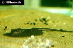 potamotrygon laticeps potamotrygon laticeps