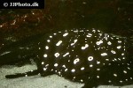 potamotrygon leopoldi potamotrygon leopoldi