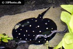 potamotrygon leopoldi potamotrygon leopoldi