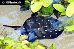 potamotrygon leopoldi potamotrygon leopoldi