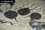potamotrygon leopoldi potamotrygon leopoldi