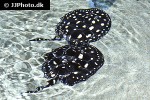 potamotrygon leopoldi potamotrygon leopoldi