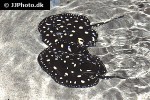 potamotrygon leopoldi potamotrygon leopoldi