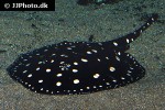 potamotrygon leopoldi potamotrygon leopoldi