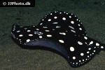 potamotrygon leopoldi potamotrygon leopoldi