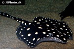 potamotrygon leopoldi potamotrygon leopoldi