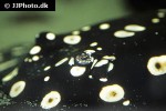 potamotrygon leopoldi potamotrygon leopoldi