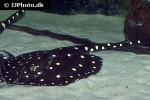 potamotrygon leopoldi potamotrygon leopoldi