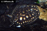 potamotrygon leopoldi potamotrygon leopoldi