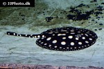 potamotrygon leopoldi potamotrygon leopoldi