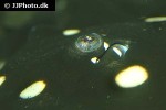 potamotrygon leopoldi potamotrygon leopoldi