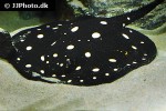 potamotrygon leopoldi potamotrygon leopoldi
