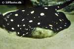 potamotrygon leopoldi potamotrygon leopoldi