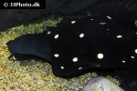 potamotrygon leopoldi potamotrygon leopoldi