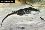 potamotrygon magdalenae potamotrygon magdalenae