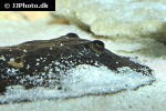 potamotrygon magdalenae potamotrygon magdalenae