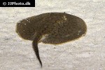 potamotrygon magdalenae potamotrygon magdalenae