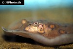 potamotrygon motoro potamotrygon motoro