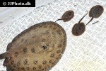 potamotrygon motoro potamotrygon motoro
