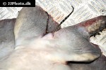 potamotrygon motoro potamotrygon motoro