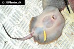 potamotrygon motoro potamotrygon motoro