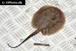potamotrygon motoro potamotrygon motoro