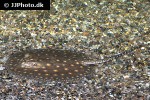 potamotrygon motoro potamotrygon motoro