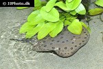 potamotrygon motoro potamotrygon motoro