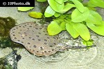 potamotrygon motoro potamotrygon motoro
