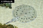 potamotrygon motoro potamotrygon motoro