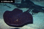 potamotrygon motoro potamotrygon motoro