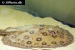 potamotrygon motoro potamotrygon motoro