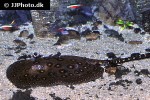 potamotrygon motoro potamotrygon motoro