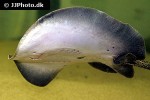 potamotrygon motoro potamotrygon motoro