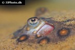 potamotrygon motoro potamotrygon motoro