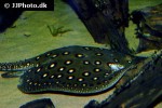 potamotrygon motoro potamotrygon motoro