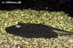 potamotrygon motoro potamotrygon motoro