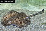 potamotrygon motoro potamotrygon motoro
