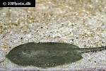 potamotrygon orbignyi potamotrygon orbignyi