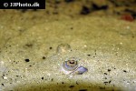 potamotrygon orbignyi potamotrygon orbignyi