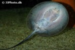 potamotrygon orbignyi potamotrygon orbignyi