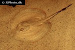potamotrygon orbignyi potamotrygon orbignyi
